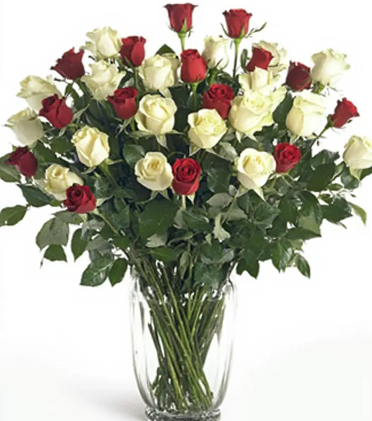 24 White Roses