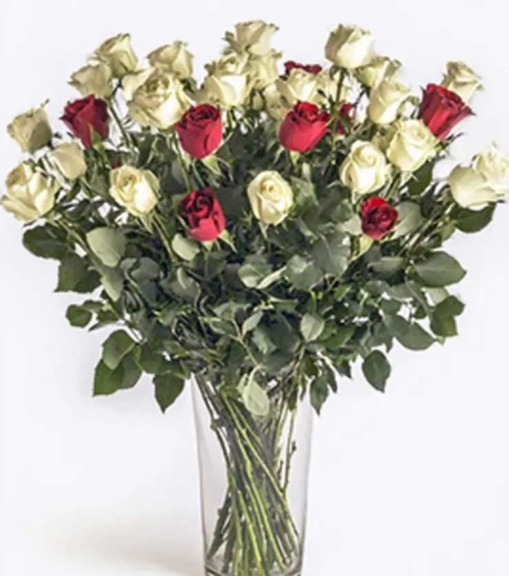 24 White Roses