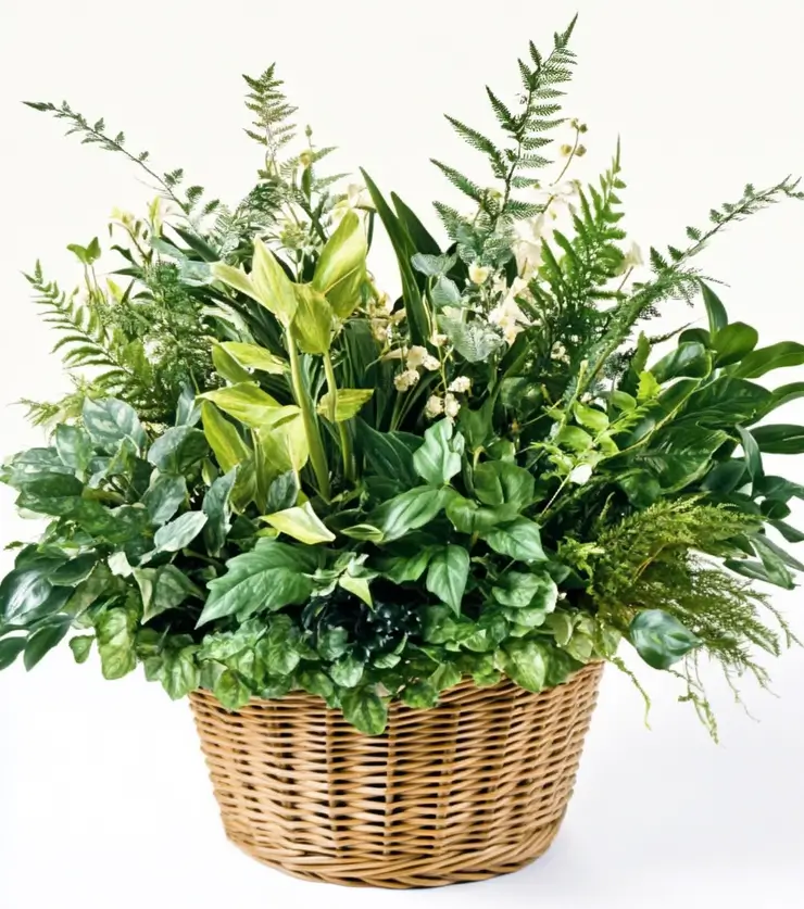 Exotic Arrangement