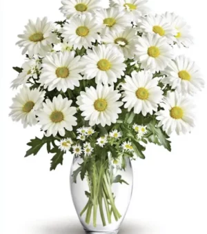 innocence Mums