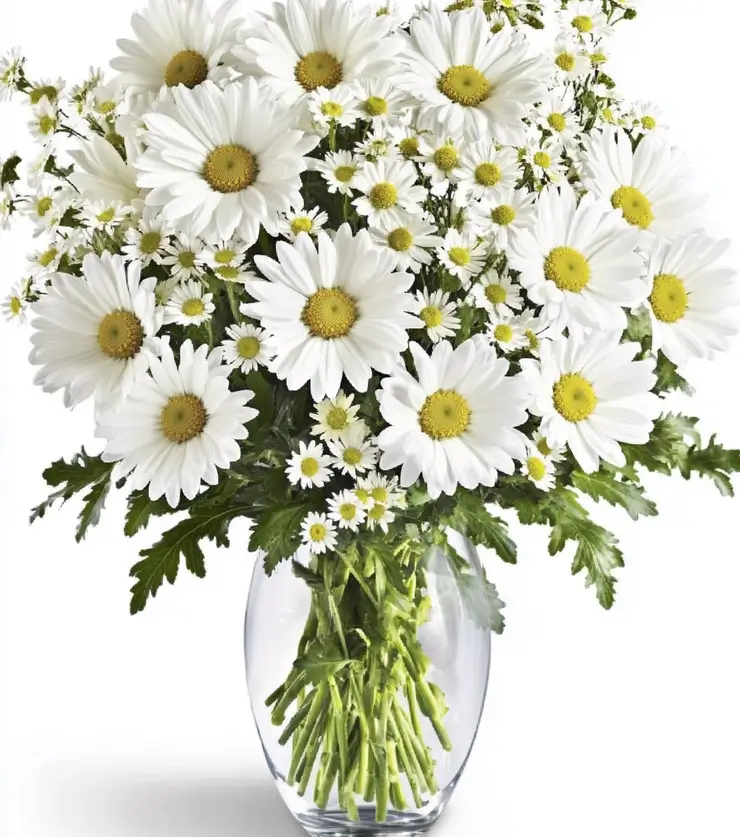 innocence Mums