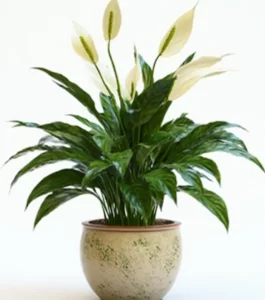 Lily Basket
