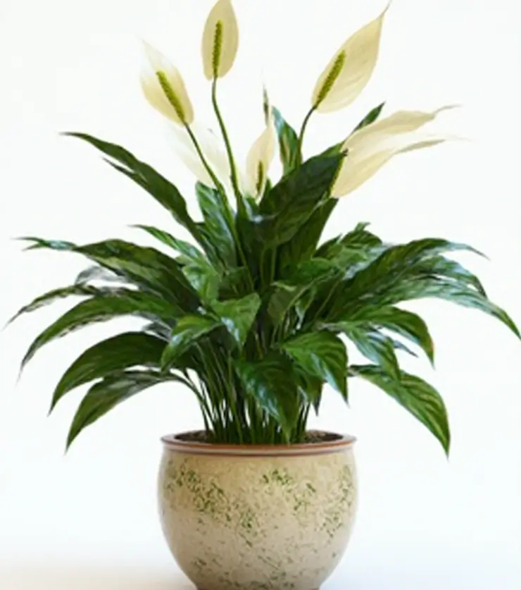 Lily Basket