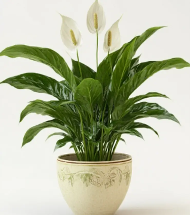 Lily Basket