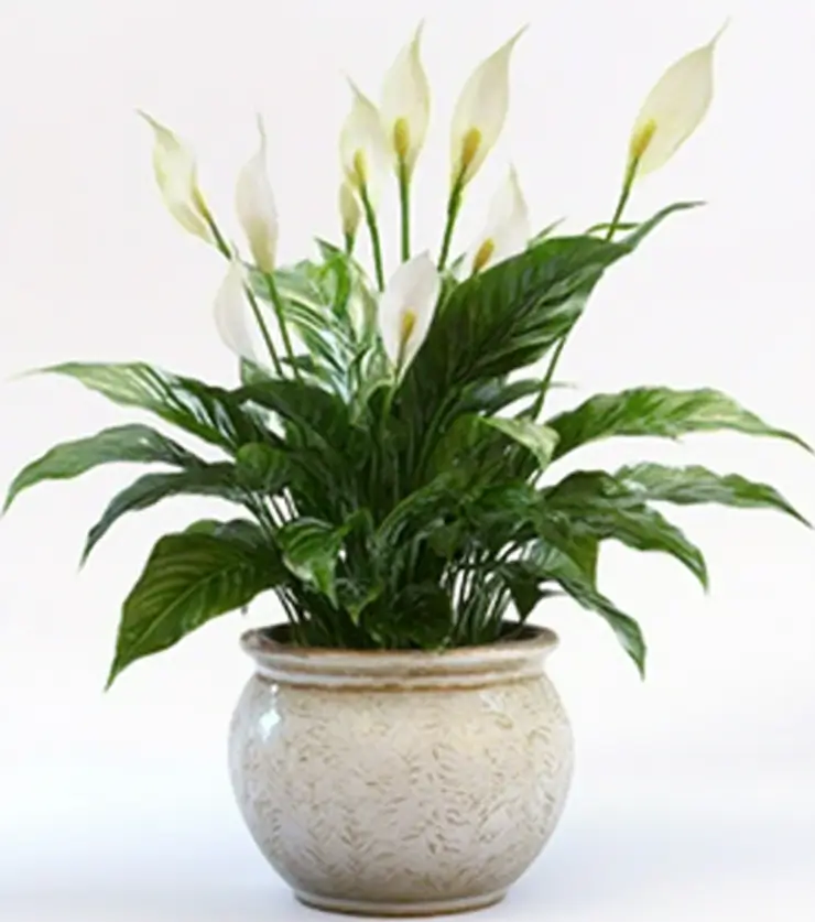 Lily Basket