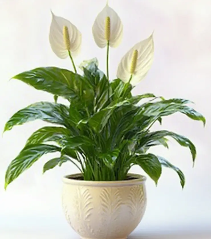 Lily Basket