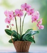 Lovely Orchid Plant