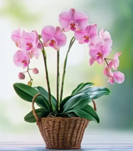 Lovely Orchid Plant