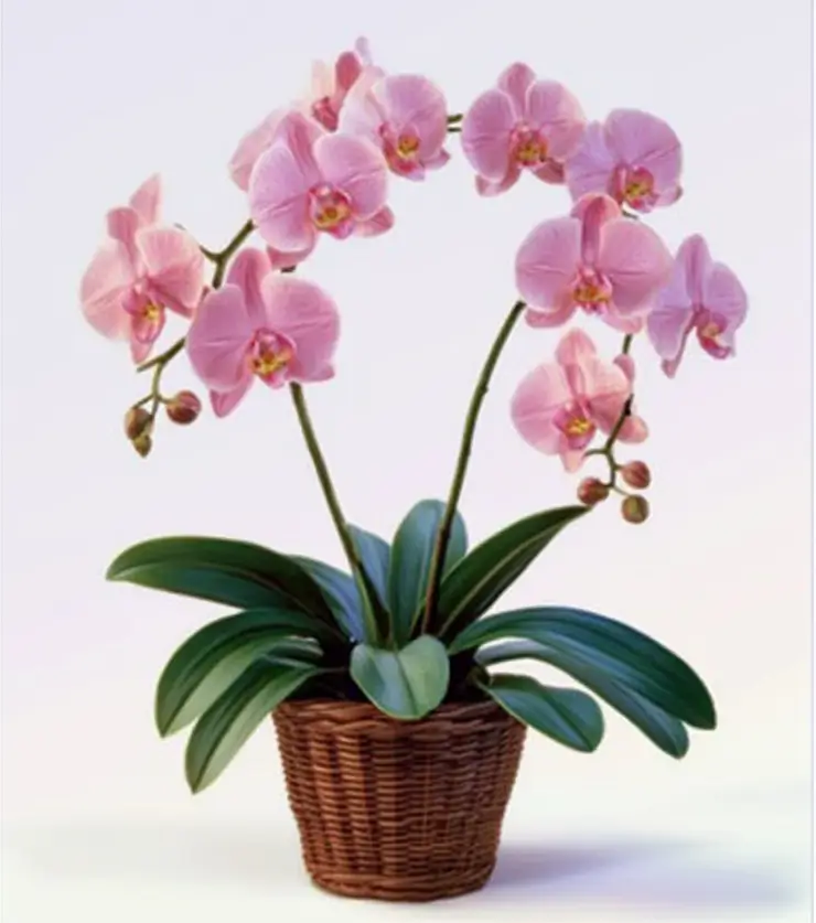 Lovely Orchid Plant