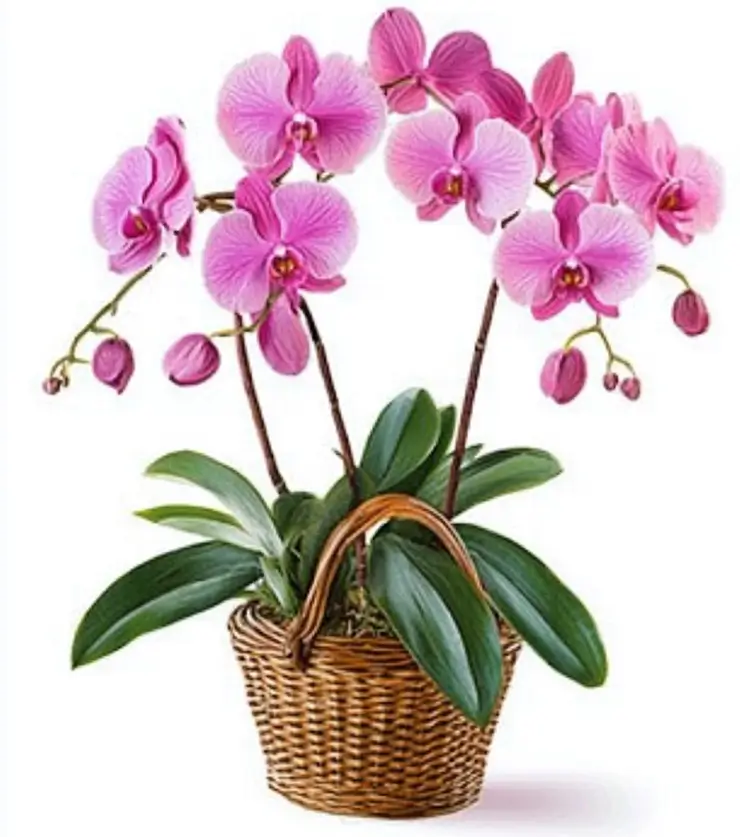 Lovely Orchid Plant