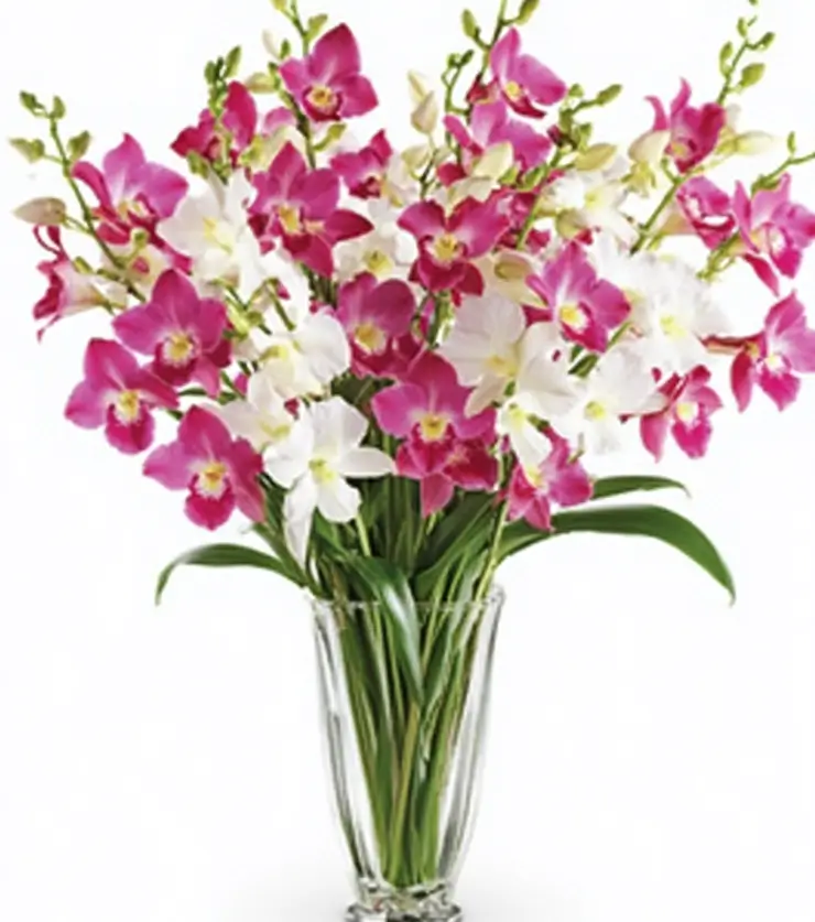Perfectly Fragrant Orchids