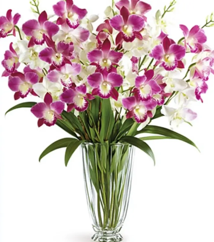 Perfectly Fragrant Orchids
