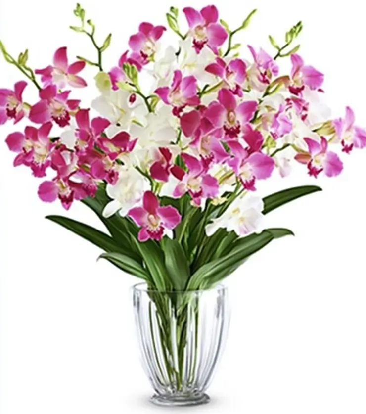 Perfectly Fragrant Orchids