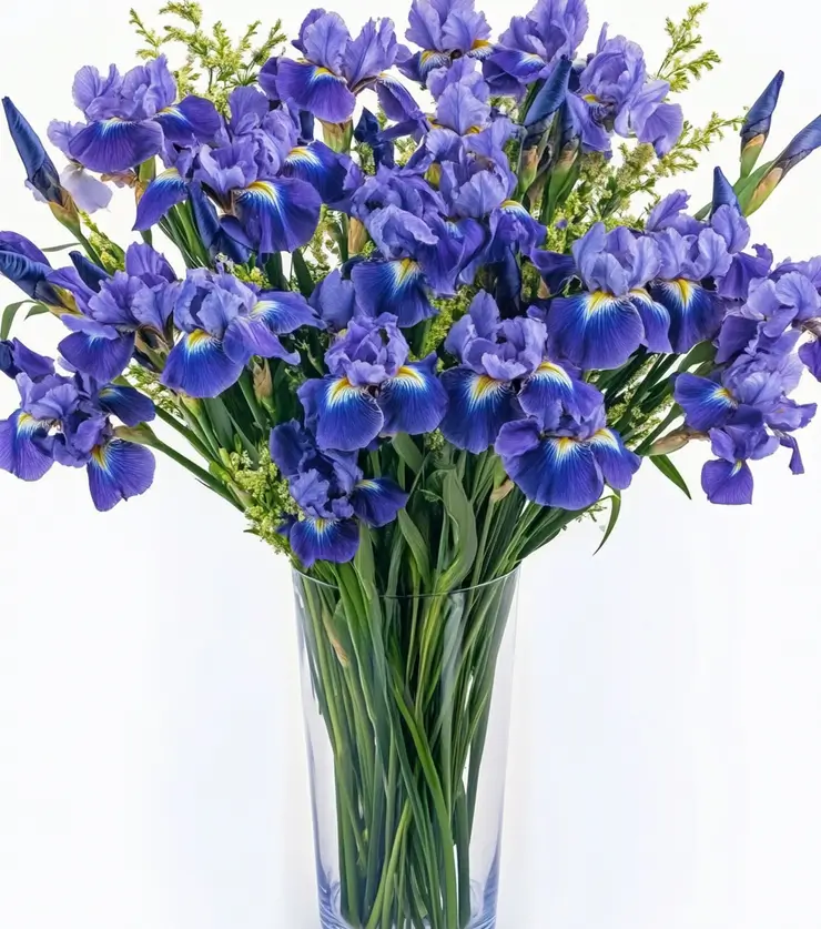 The Majestic Iris