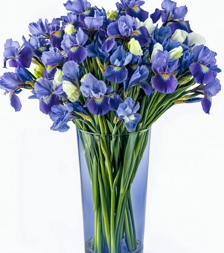 The Majestic Iris