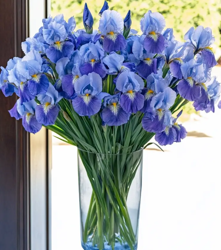 The Majestic Iris