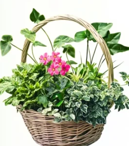 The Rich Lush Plants Collection