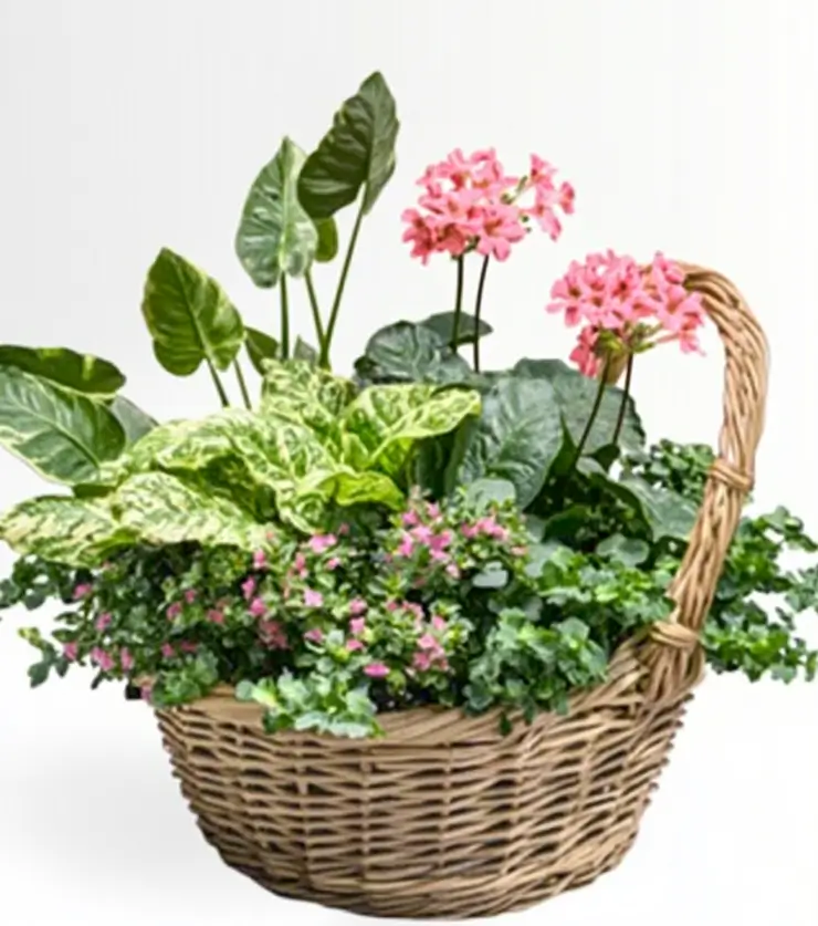 The Rich Lush Plants Collection