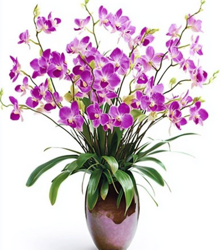 Orchid Medley