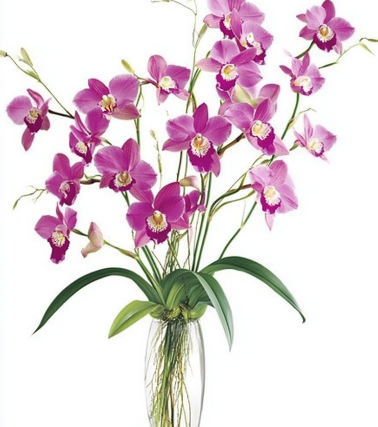 Orchid Medley