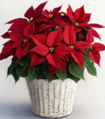 Winter Warmth Poinsettia