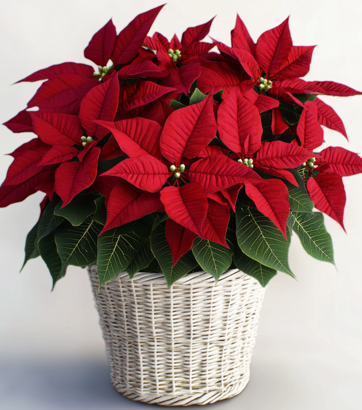 Winter Warmth Poinsettia