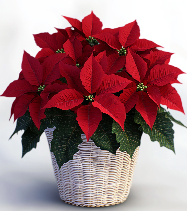 Winter Warmth Poinsettia
