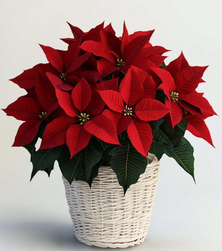Winter Warmth Poinsettia