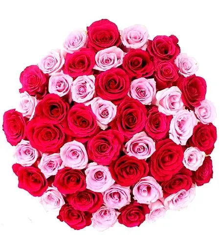 50-stem Hot Pink & Light Pink Roses