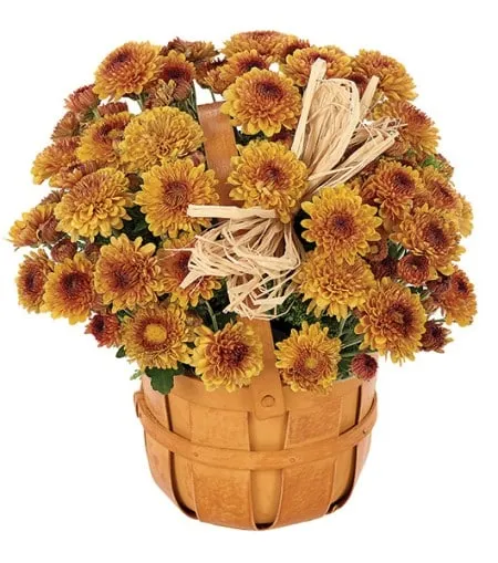Bronze Mum Bushel Basket