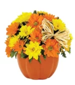 Daisy Pumpkin Patch