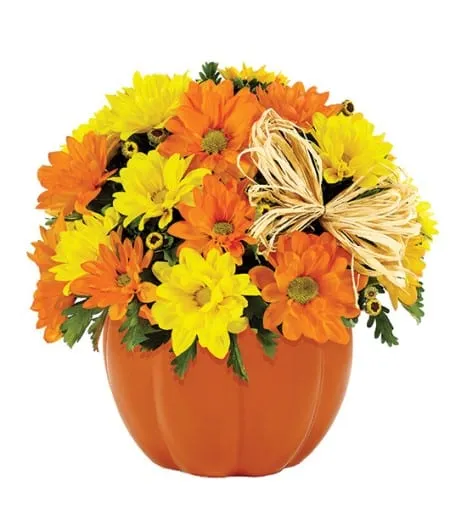 Daisy Pumpkin Patch
