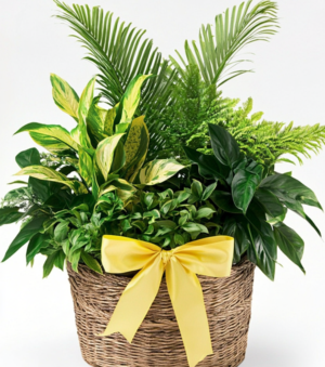 Dish Garden Plant