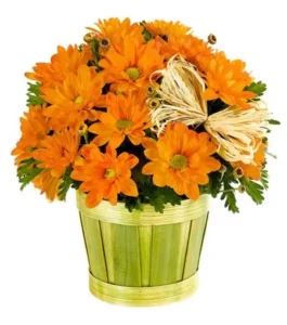 Fall Mum Plant in Woodchip Planter