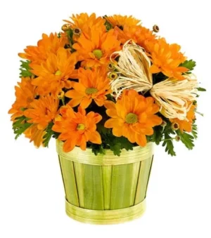Fall Mum Plant in Woodchip Planter