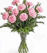 Lovely Pink Carnations