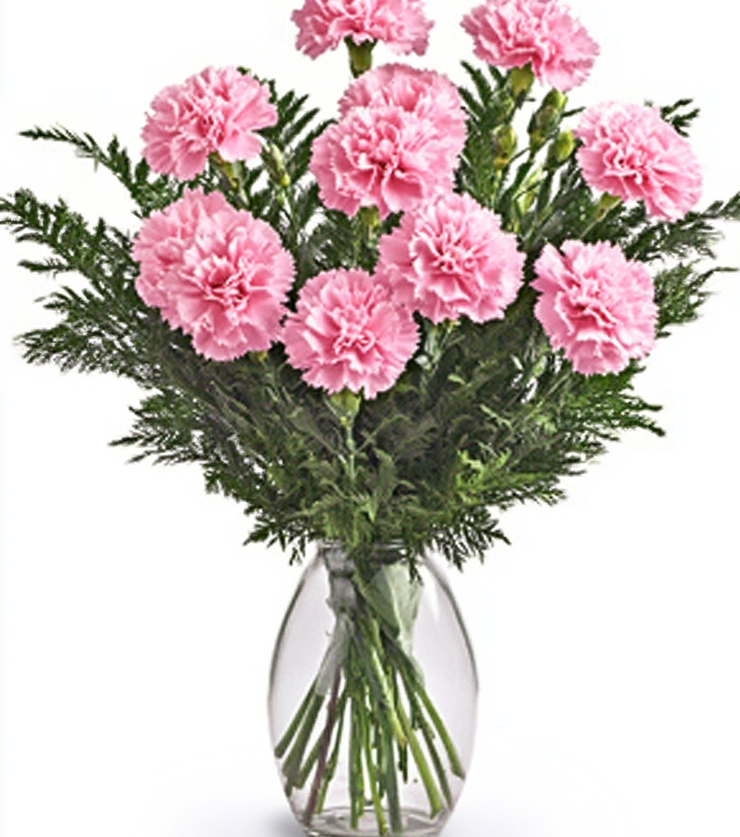 Lovely Pink Carnations