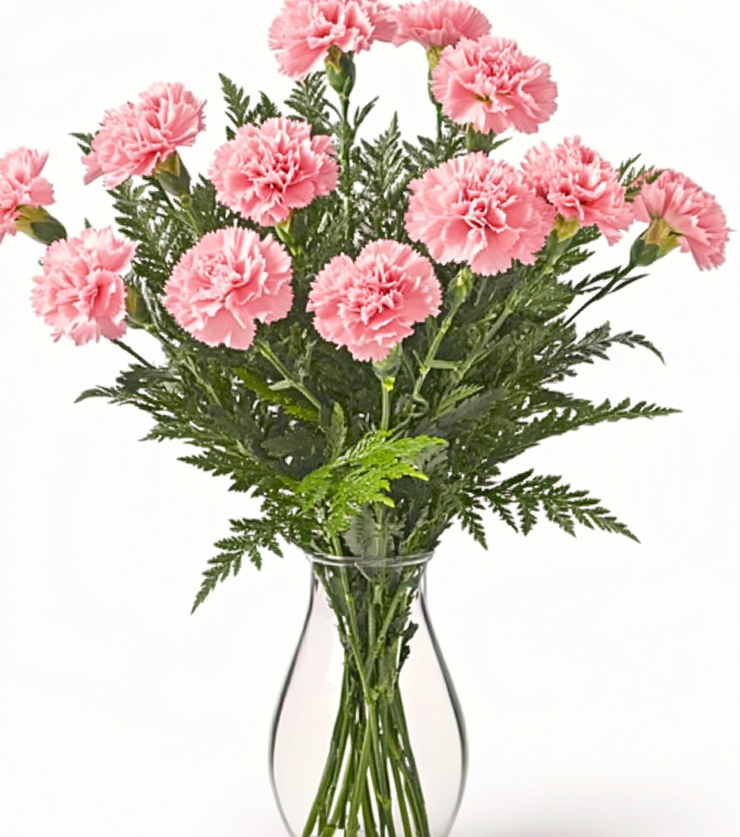 Lovely Pink Carnations