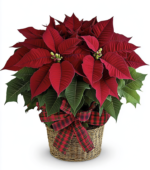 Red Poinsettia