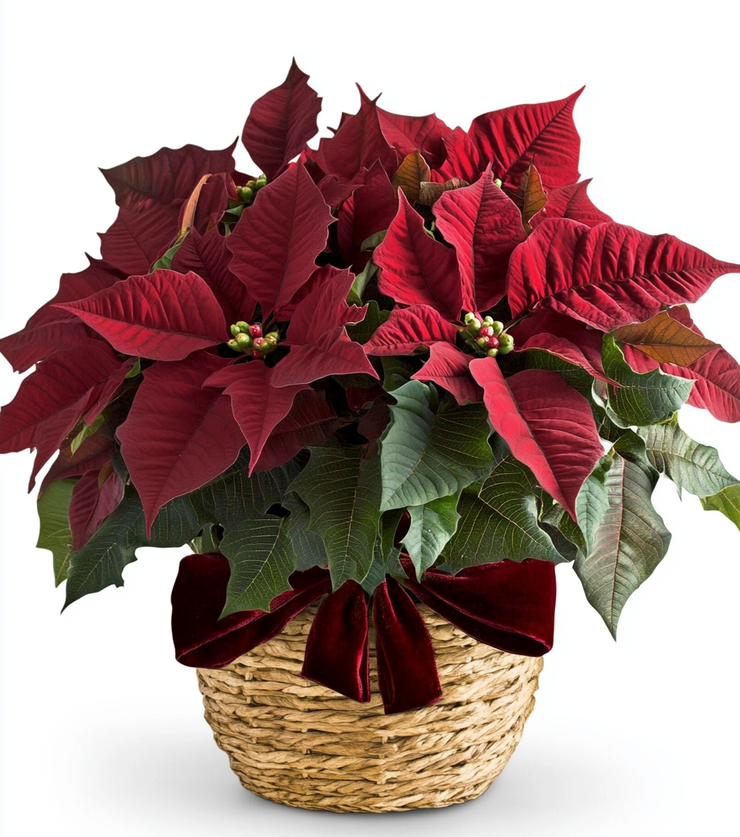 Red Poinsettia Beautiful Bouquet