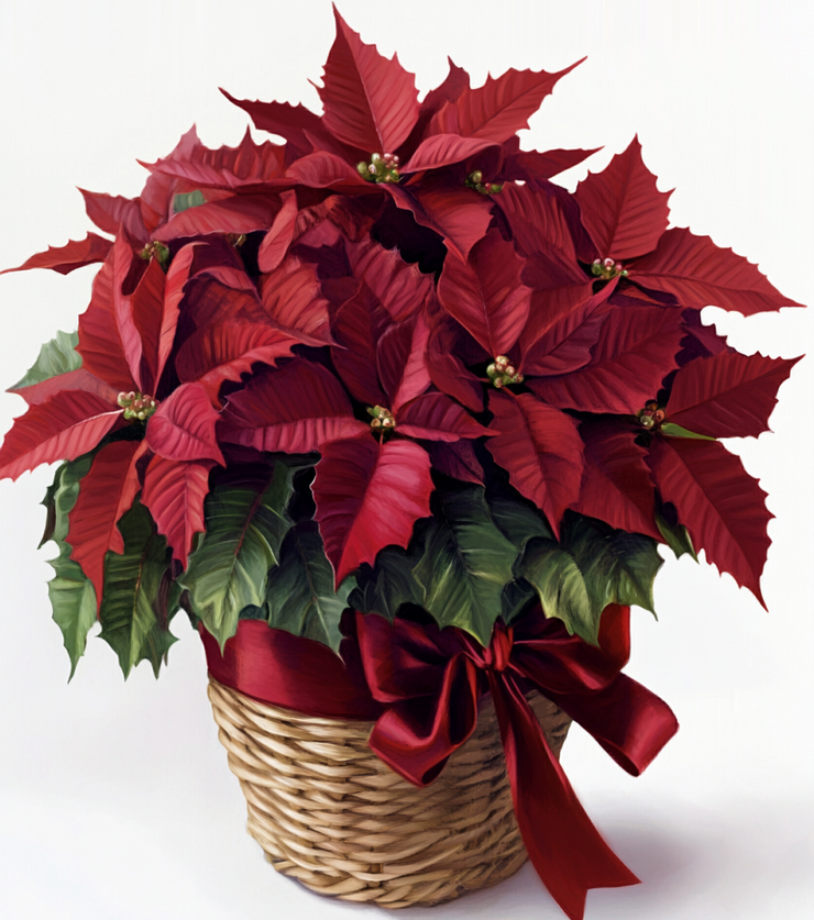 Red Poinsettia Beautiful Bouquet