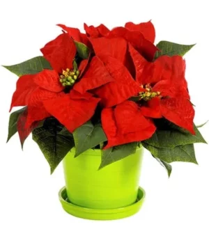 Christmas Poinsettia Surprise
