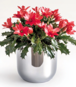 Christmas Cactus