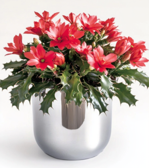 Christmas Cactus