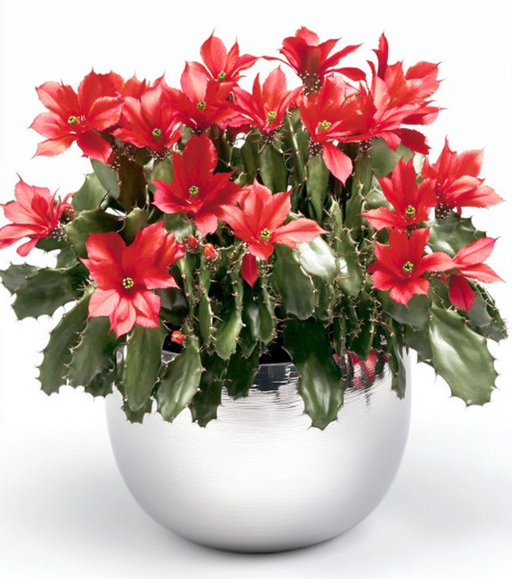 Christmas Cactus