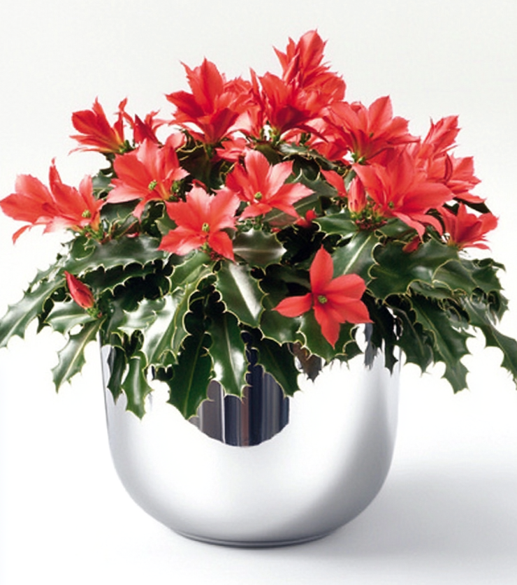 Christmas Cactus