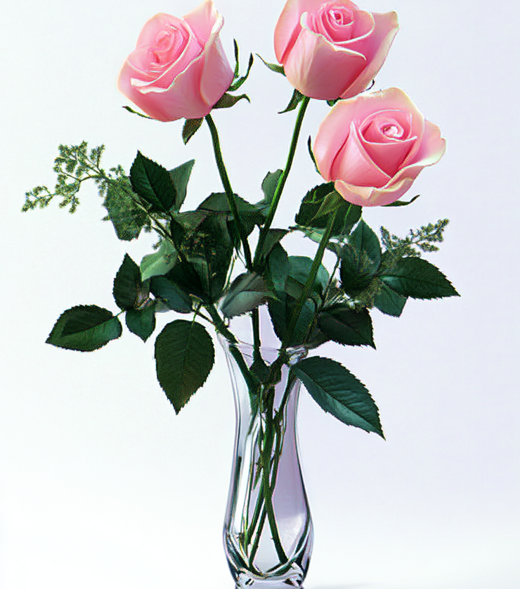 Elegant Pink Roses