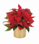 Gold Shimmer Holiday Poinsetta