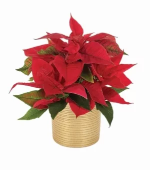 Gold Shimmer Holiday Poinsetta