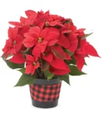 Holiday Plaid Prosperity